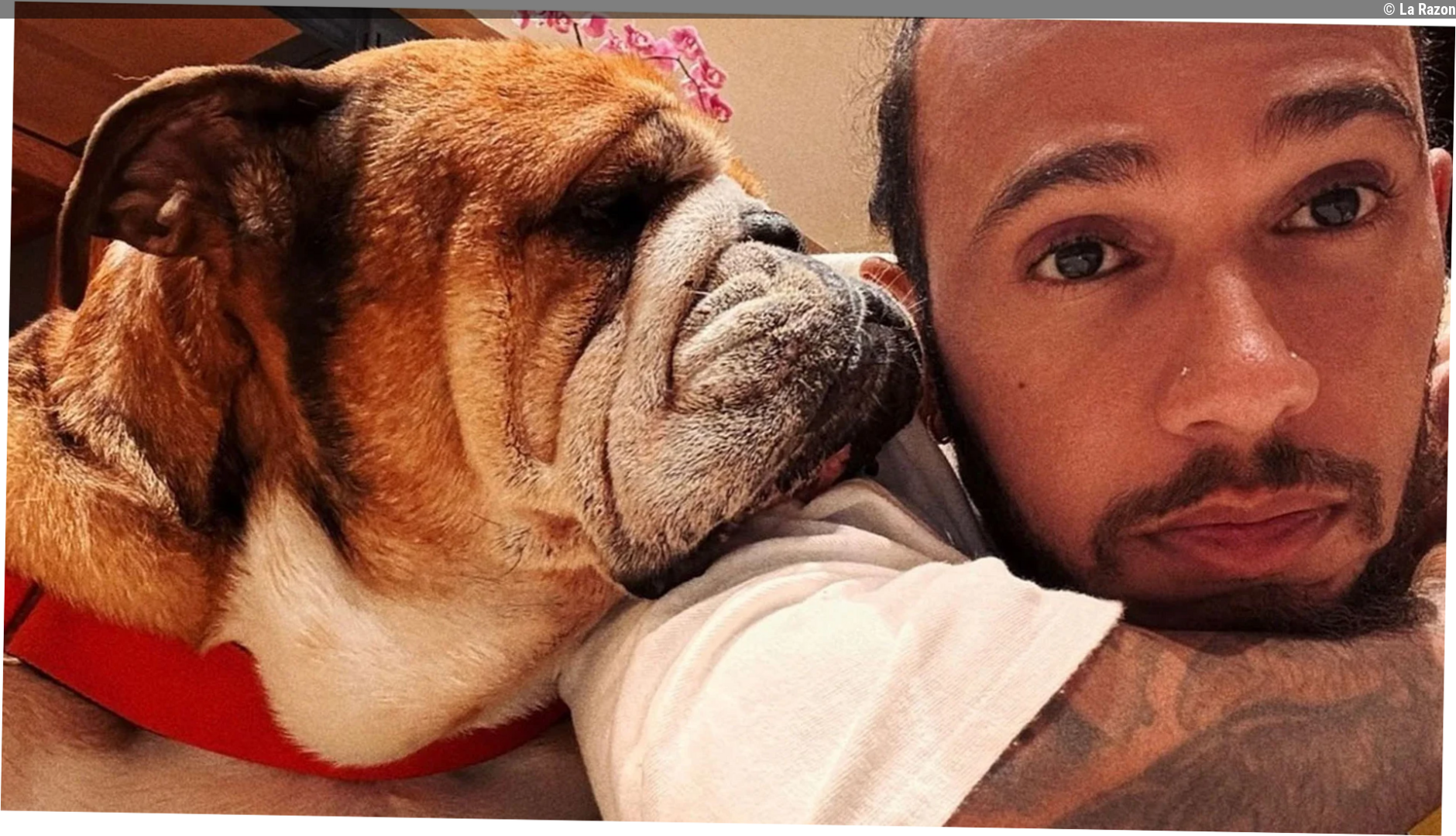 Hamilton ya tiene otro "Roscoe": ¡Alucina con el nombre de su nueva mascota!