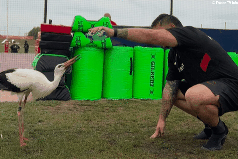 VIDÉO. Invitée surprise à l'entraînement du Stade Toulousain : une cigogne débarque sur le terrain et se retrouve nez à nez a