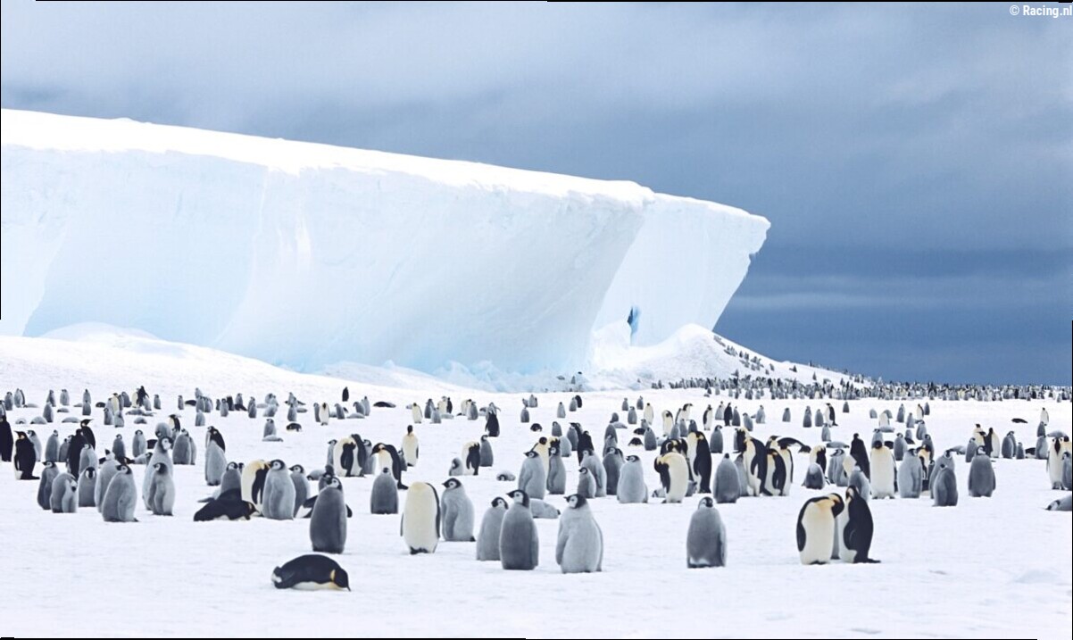 Tot 2.500 euro per maand: Vrijwilligers gezocht om pinguïns te tellen op Antarctica
